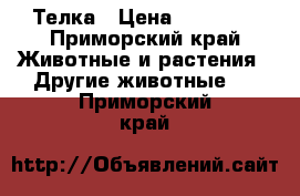 Телка › Цена ­ 40 000 - Приморский край Животные и растения » Другие животные   . Приморский край